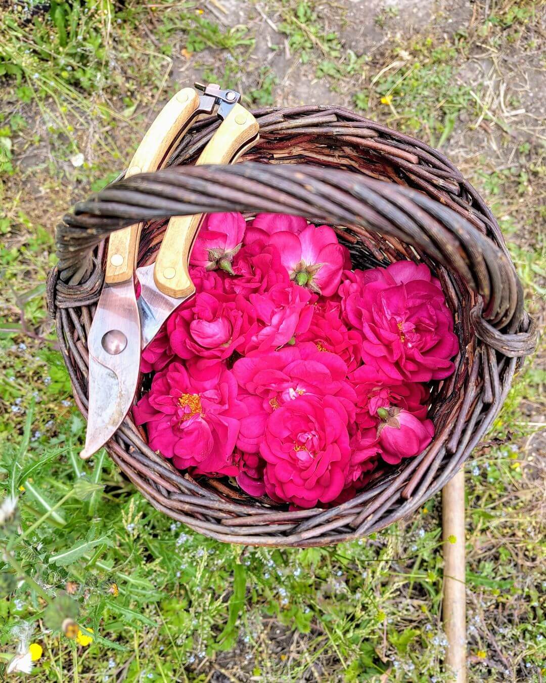 recolte rose hortillonnages